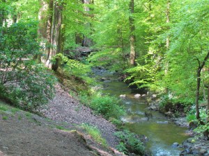 A stream through Ambleside forest