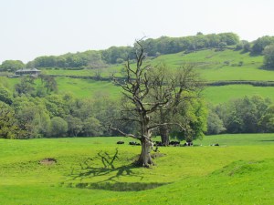 A solitary sentry on a hill