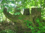 Tree stump in Keswick forest