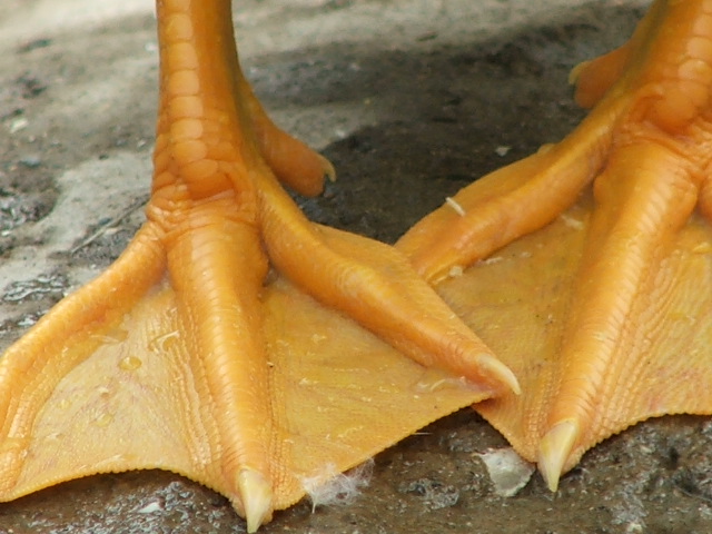 Close-up of webbed duck's feet