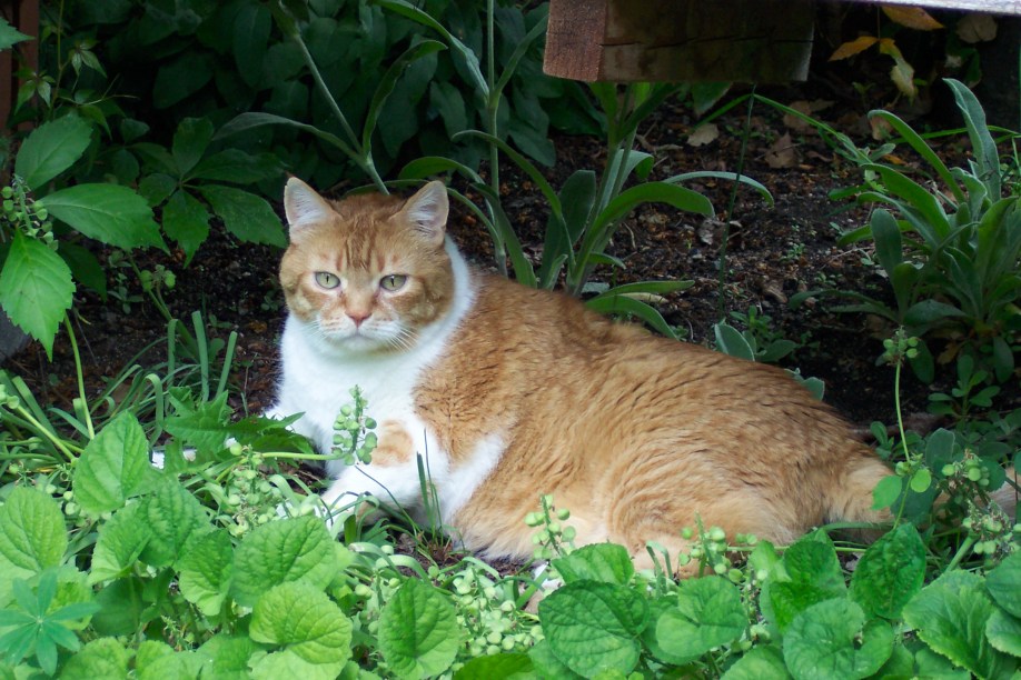 Chester the orange tabby in garden