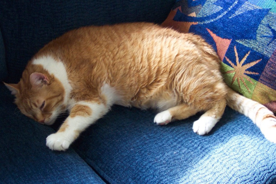 Chester the orange tabby sleeping