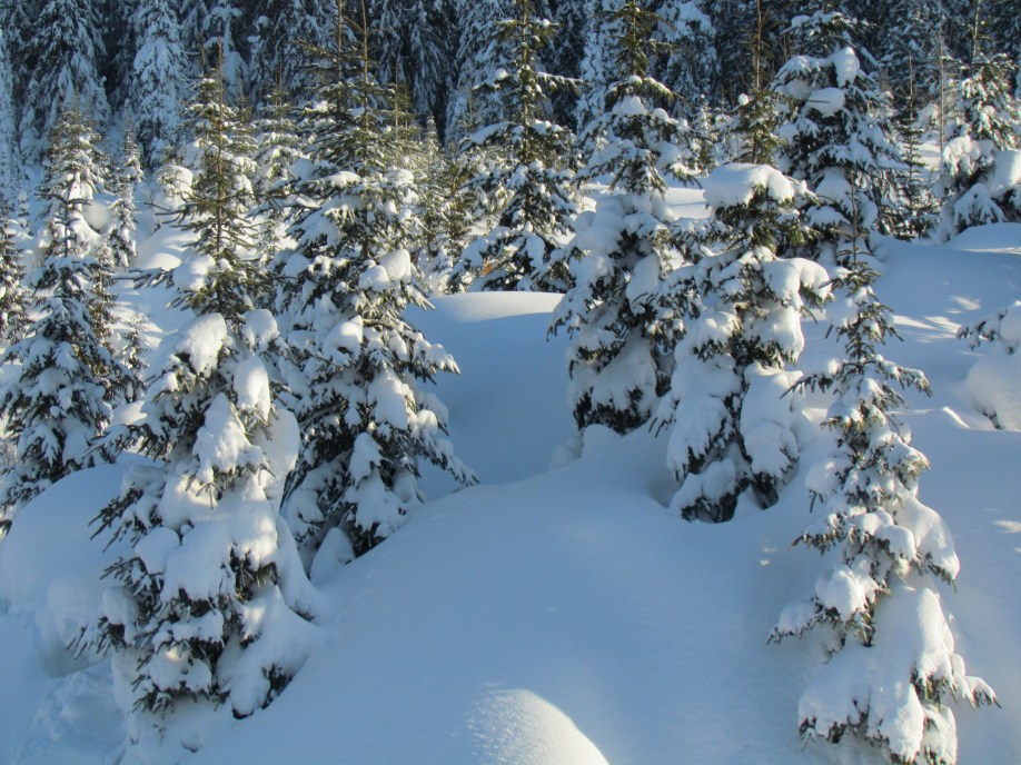 The high back country