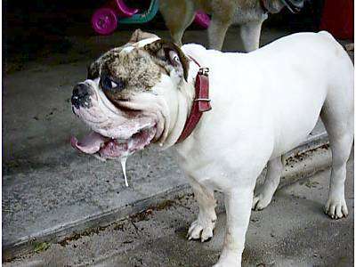 Bull dog drooling