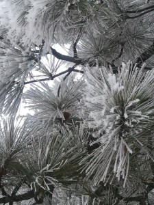 Snow covers the pines