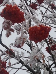 Mountain ash berries bring some needed colour to winter.