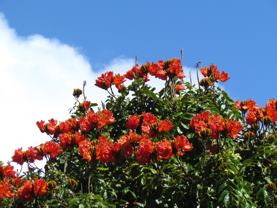 African tulip trees