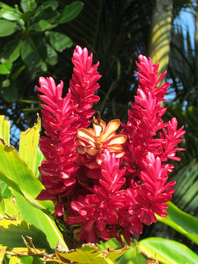 Red torch ginger