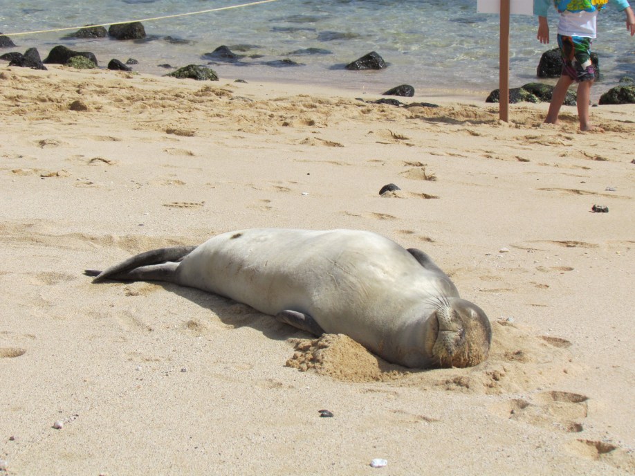 Monk seal sleeping