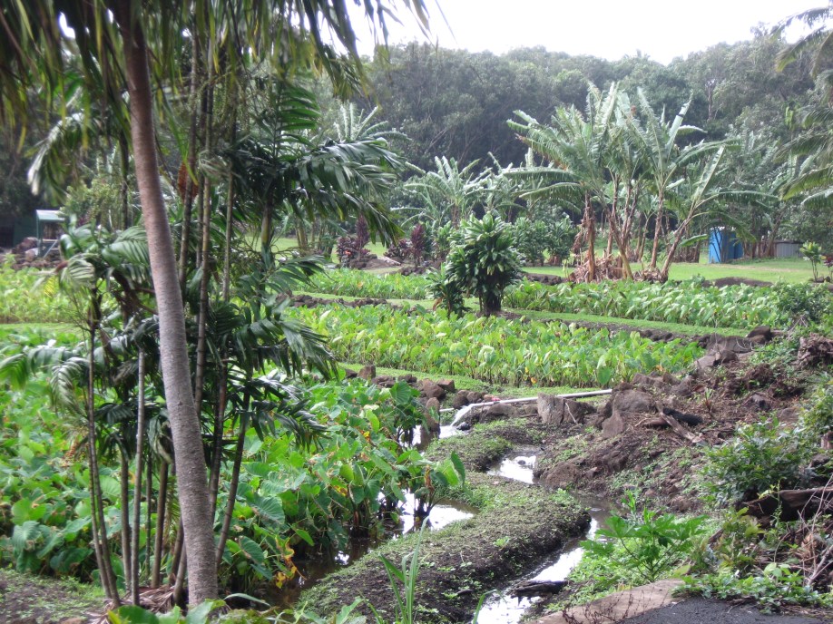 Taro plantation