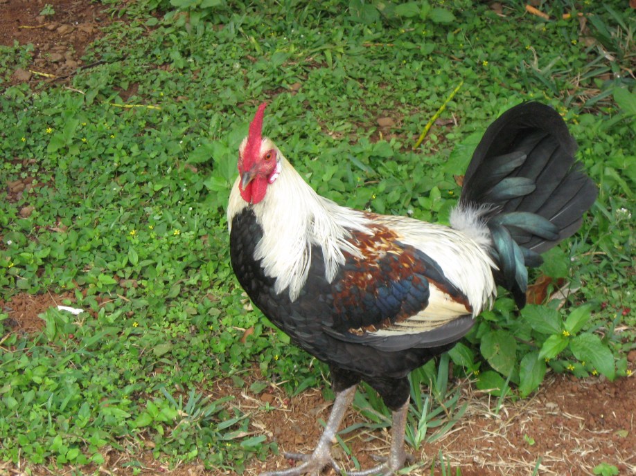 Kawai rooster