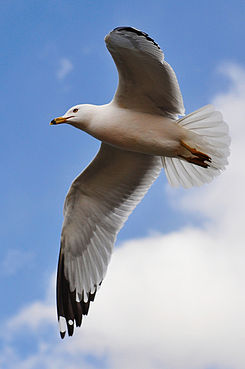 Seagull Flying