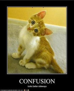 Orange tabby kitten "confusion"