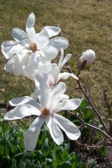 Star magnolia in Spring