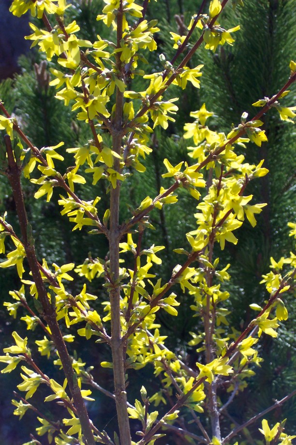 Forsythia blooms