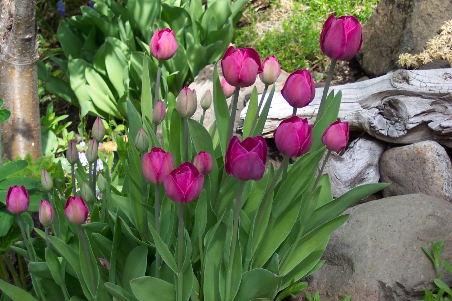 Colourful tulips