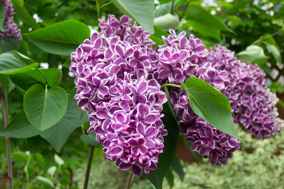 Lilac blossoms