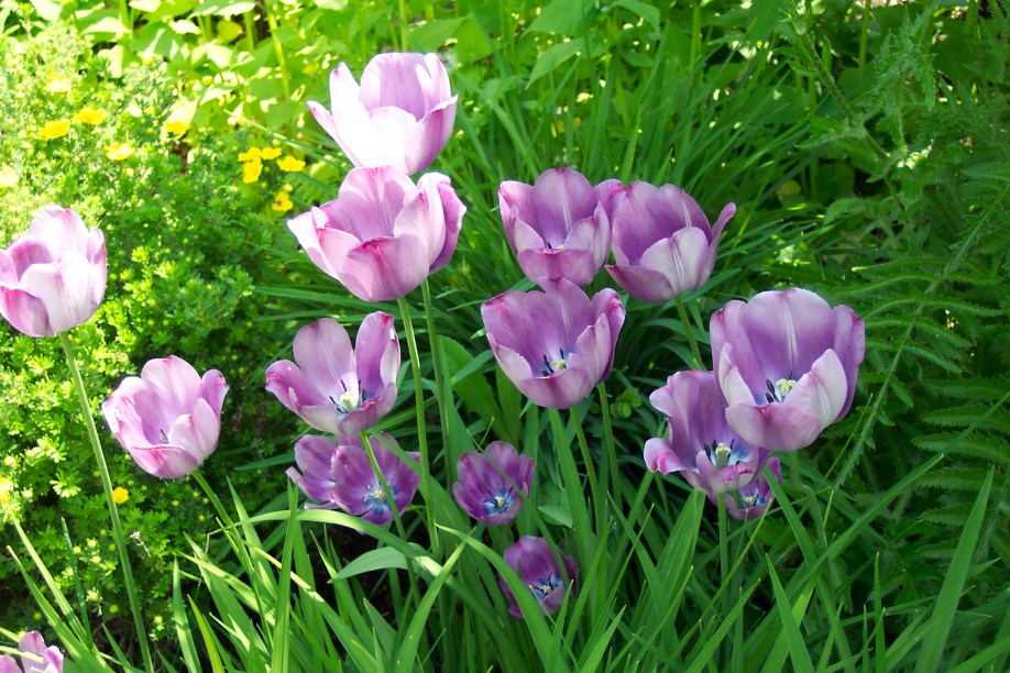 Spring tulips