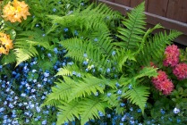 Ferns and forget-me-nots
