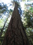 Giant fir at Englishman River Prov. Park