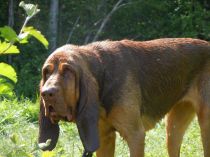Floppy ears on bloodhound