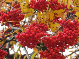 Mountain ash berries